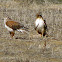 Red Tail Hawk and Ferruginous Hawk