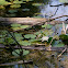 European White Waterlily