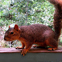 Fox Squirrel