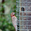 House Finch