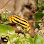 Common Lascar