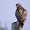 Red-Tailed Hawk