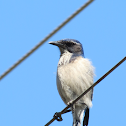 Western Scrub-Jay