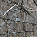 Eurasian Blackcap