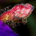 Ants & Mites