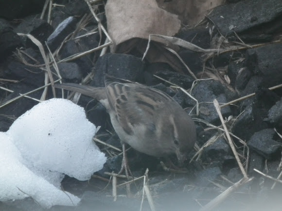 Spotting Image 1