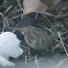 House Sparrow