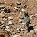 (Female) Lesser Goldfinch