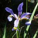Lirio