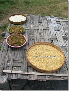 Menjemur Kacang