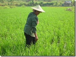 Petani 02