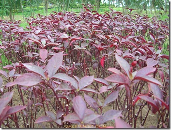 Reddish Leaf