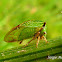 Buffalo tree hopper