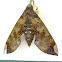 Fig sphinx moth
