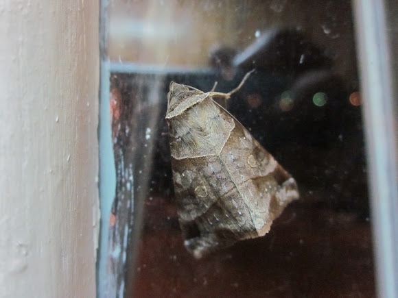 Spotting Image 1