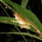 Drab Treefrog