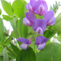 Sea pea