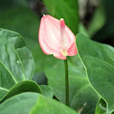Anthurium 'Cotton Candy'