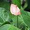 Anthurium 'Cotton Candy'