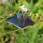 Guava Skipper
