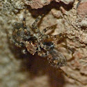 Jumping spider  (female committing sexual cannibalsim)