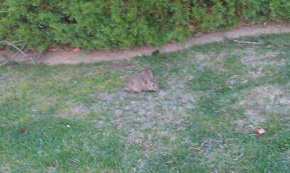 Spotting Image 1