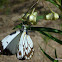 Australian Caper White