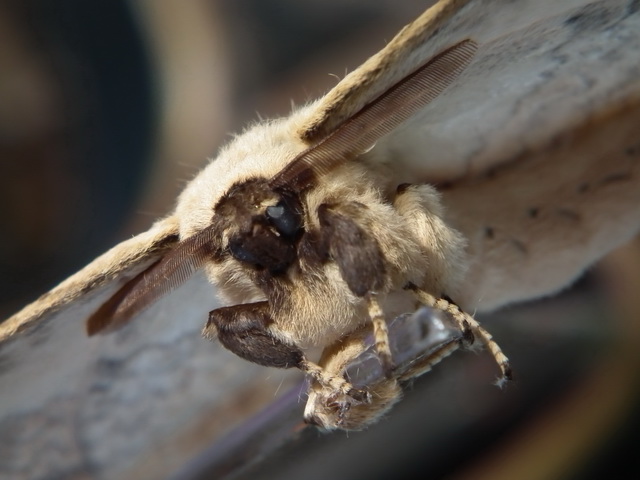 Unknown Moth