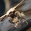 Unknown Moth