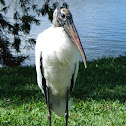 Woodstork