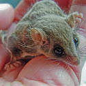 Feather Tail Glider