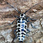 Cottonwood borer