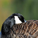 Canadian Goose