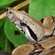 Boa