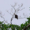 Black & White Hawk- Eagle, Aguilucho Blanquinegro