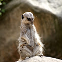 Meerkat