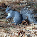 Western Gray Squirrel