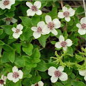 Bunchberry