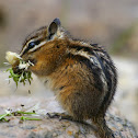 Least Chipmunk