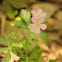 Wild Geranium