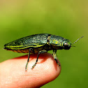 Jewel Beetle