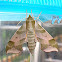Virginia Creeper Sphinx