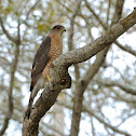 Cooper's Hawk