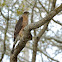 Cooper's Hawk