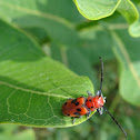 Red Milkweed Beetle