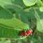 Red Milkweed Beetle