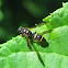 Potter Wasp