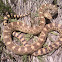 Bullsnake