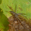 Nursery Web Spider