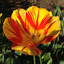 Tulip